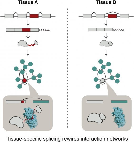 Tissue-specific splicing rewires interaction networks
